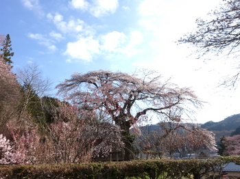 売木村・宝蔵寺の桜