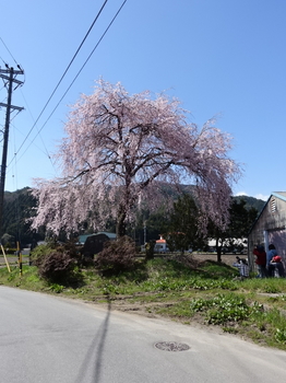阿南町農協の桜