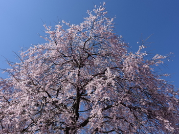 阿南町・農協脇の桜