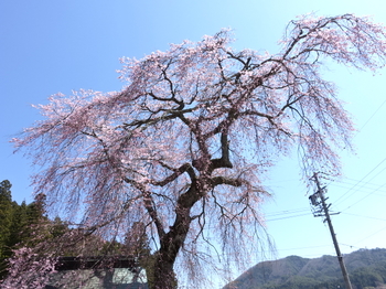 阿南町・瑞光院の桜
