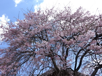 国道418沿いの桜