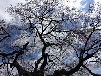 観音堂の枝垂れ桜