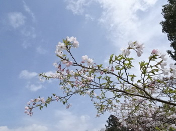 多気PAの桜