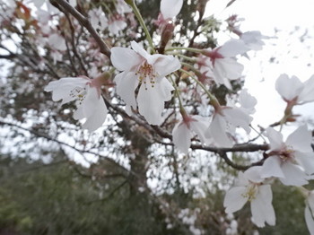 多気PAの桜