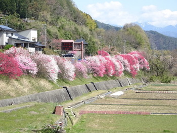 阿智川近くの花
