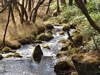 園内を流れる川