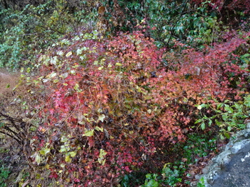 一の滝近くの紅葉