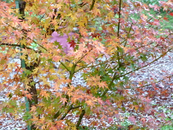 三の滝周囲の紅葉