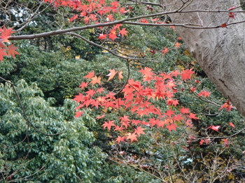 古城公園の紅葉
