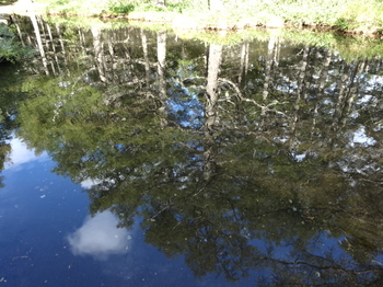 蓼科御泉水自然園内の池