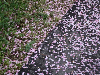 散った桜