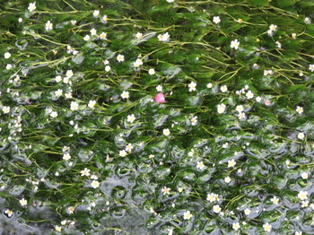 醒ヶ井の梅花藻
