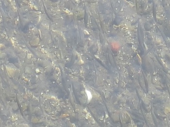 琵琶湖から遡上する鮎