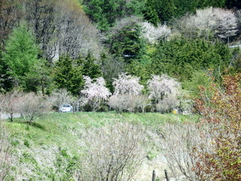 箕輪ダムの桜