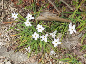 庭に咲く白い草花
