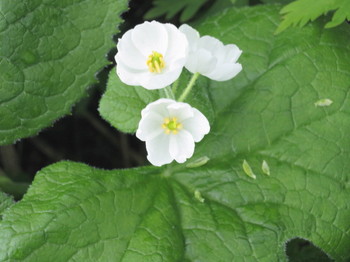 栂池高原の湿原に咲く白い花