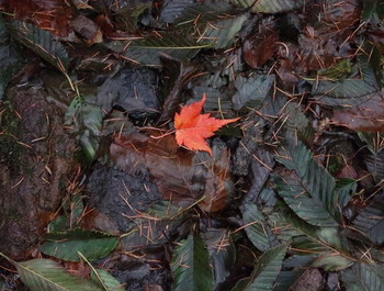歩道に落ちていた赤い葉