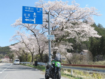 ER-6nと桜