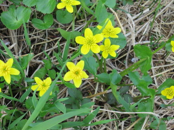 栂池高原の湿原に咲く黄色い花