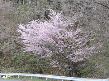 国道153沿いの桜
