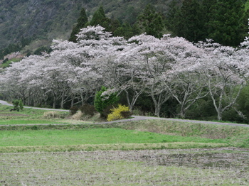 川浦川沿いの桜