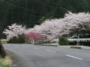 間見川沿いの桜