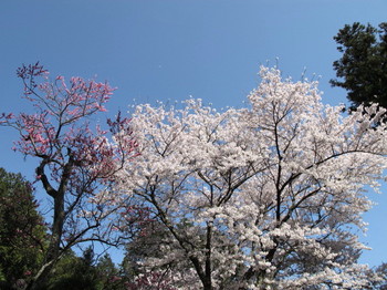 塩尻市・永福寺の桜