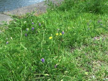 天竜川堤防の草花
