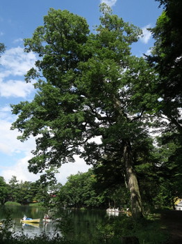松原湖畔の大木