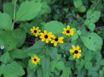 松原湖畔の黄色の小さな花