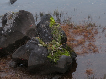 偲ぶの池の岩