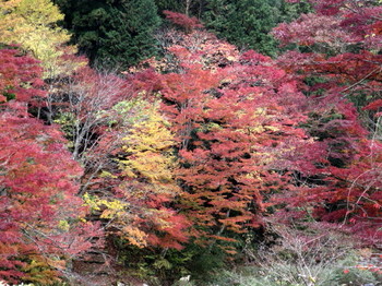 大井平公園の紅葉