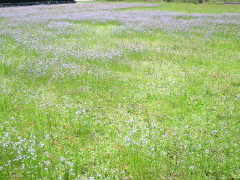 松阪市飯南町粥見の空き地で咲く花１