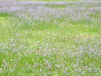 松阪市飯南町粥見の空き地で咲く花３
