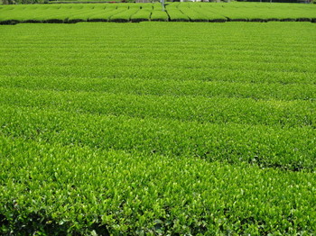 松阪市飯南町粥見の茶畑