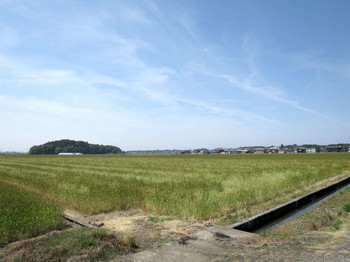 長浜市の麦畑