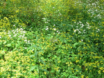 下草の黄色と白の花