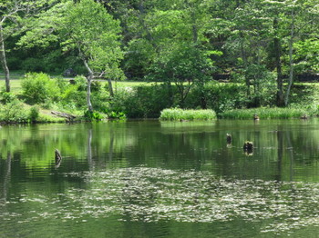 戸隠森林植物園のみどりが池