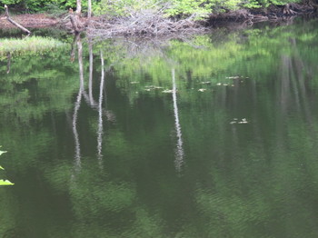 小鳥ヶ池の湖面の映り込み