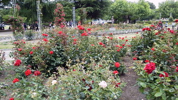 鶴舞公園のバラ